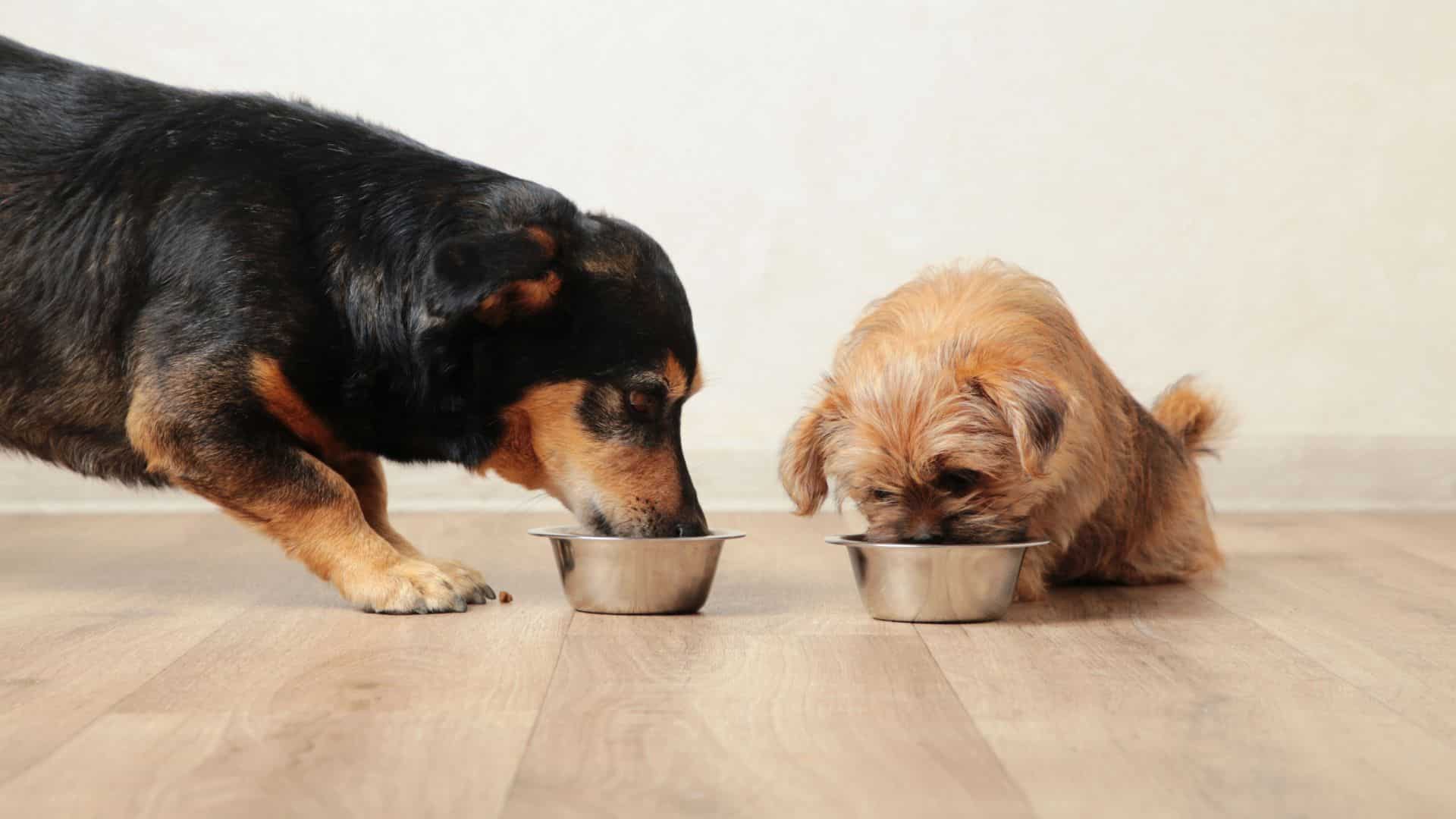 resource guarding in dogs