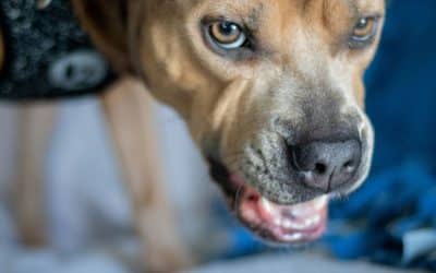 Resource Guarding in Dogs: Why Local In-Home Training Works Best
