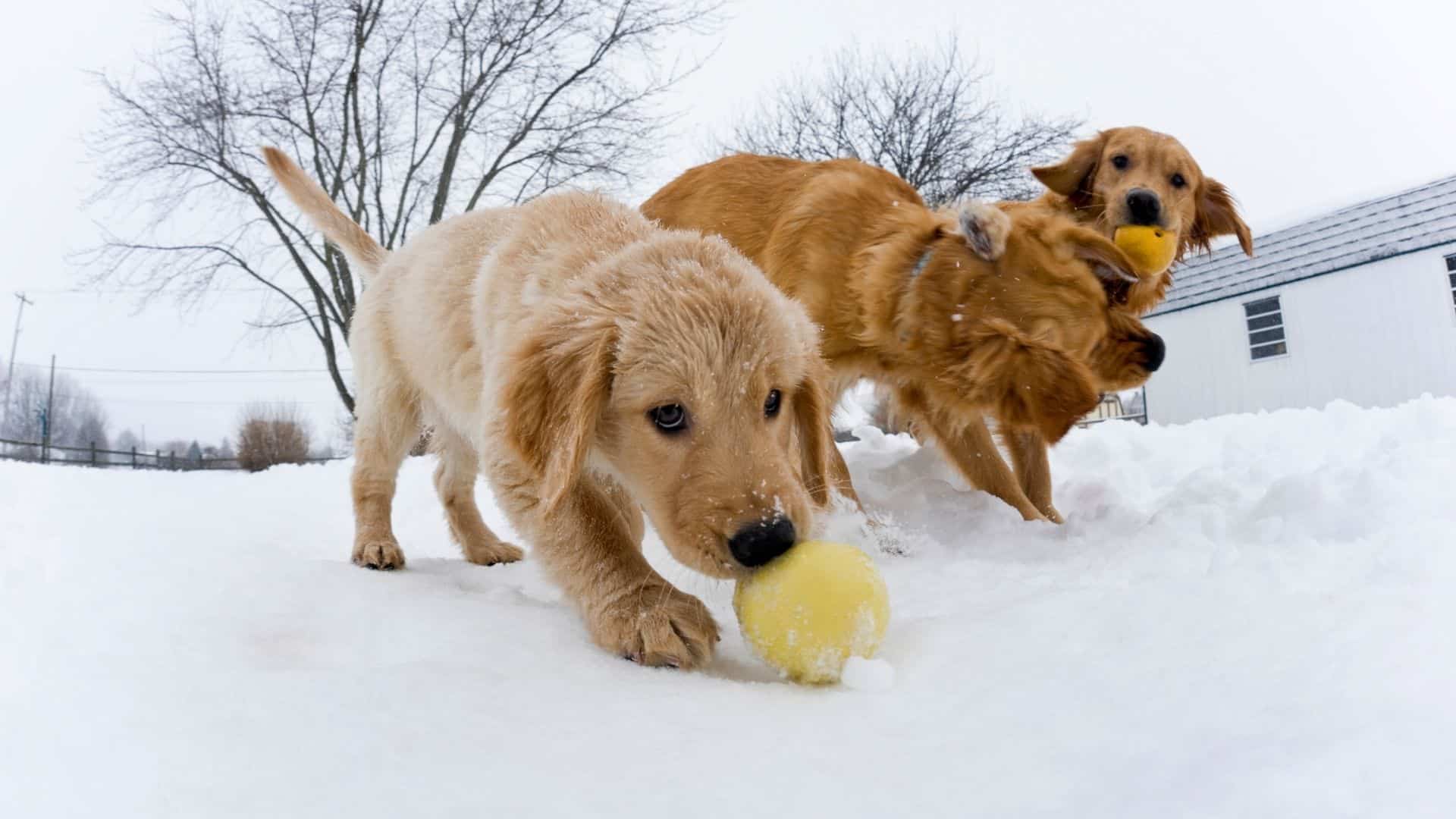 winter puppy training