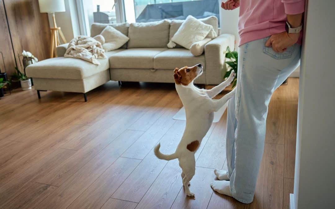 When Your Perfect Pup Isn’t So Perfect: Understanding In-Home Dog Behavior Problems