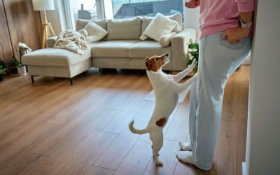 When Your Perfect Pup Isn’t So Perfect: Understanding In-Home Dog Behavior Problems