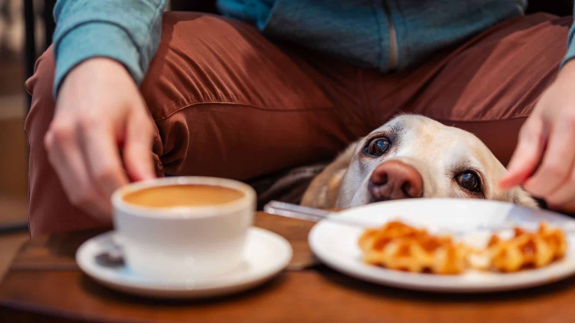 in-home dog behavior problems