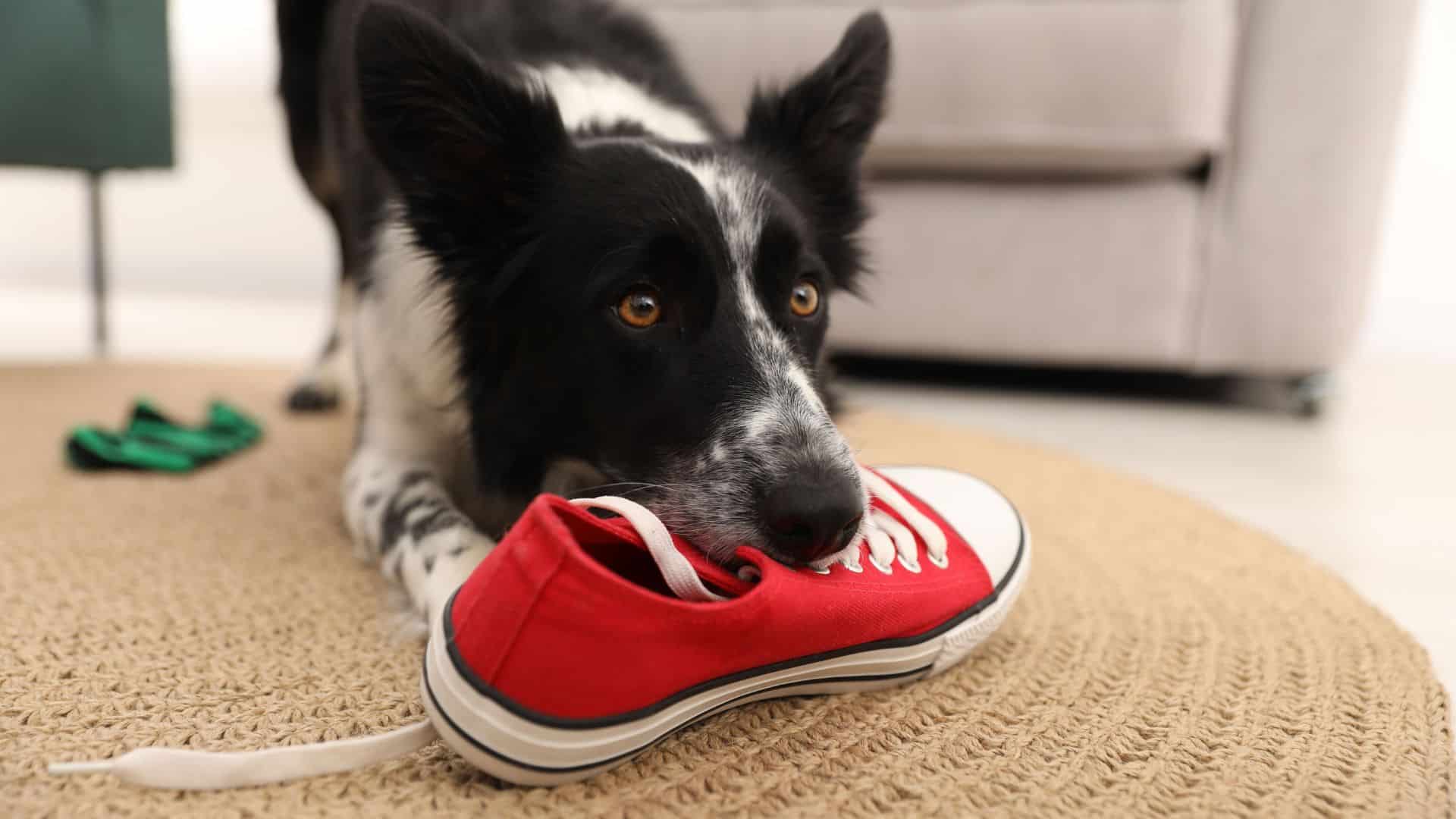 dog-training-lauries-way-in-home dog behavior problems