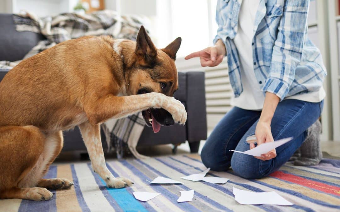 Why Obedience Training Doesn’t Fix Behavior Issues