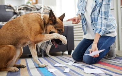Why Obedience Training Doesn’t Fix Behavior Issues