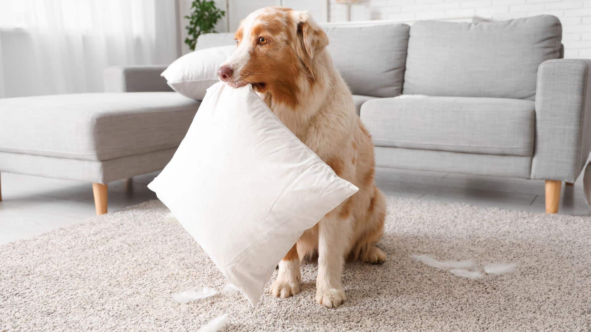 obedience training doesn’t fix behavior