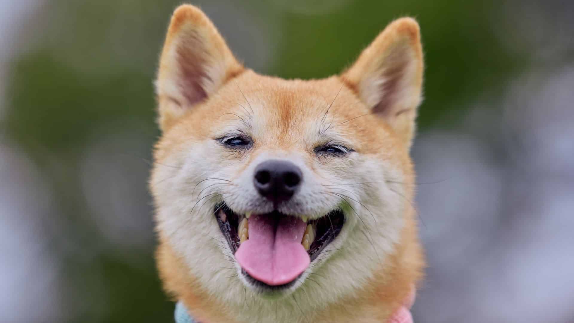 obedience training doesn’t fix behavior