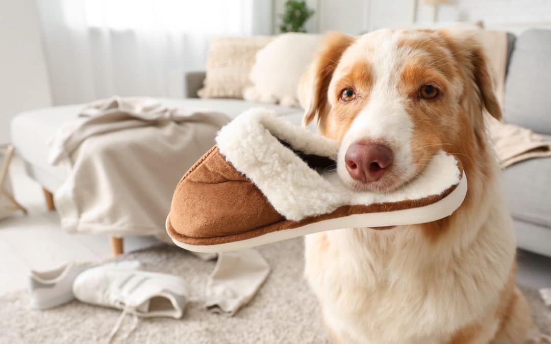 How Owner Routines Affect Dog Behavior At Home