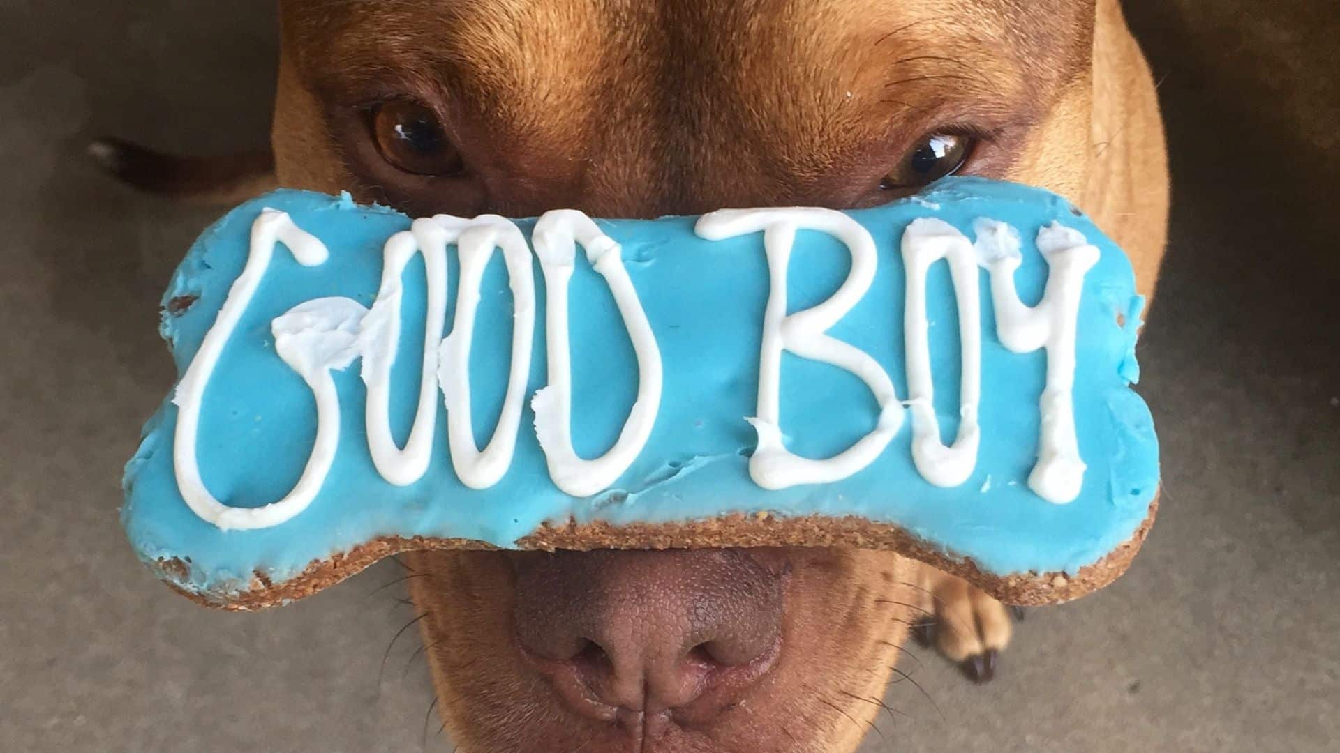 owner routines affect dog behavior