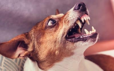 How to Manage Aggressive Dog Behavior Toward Family Members Inside The Home