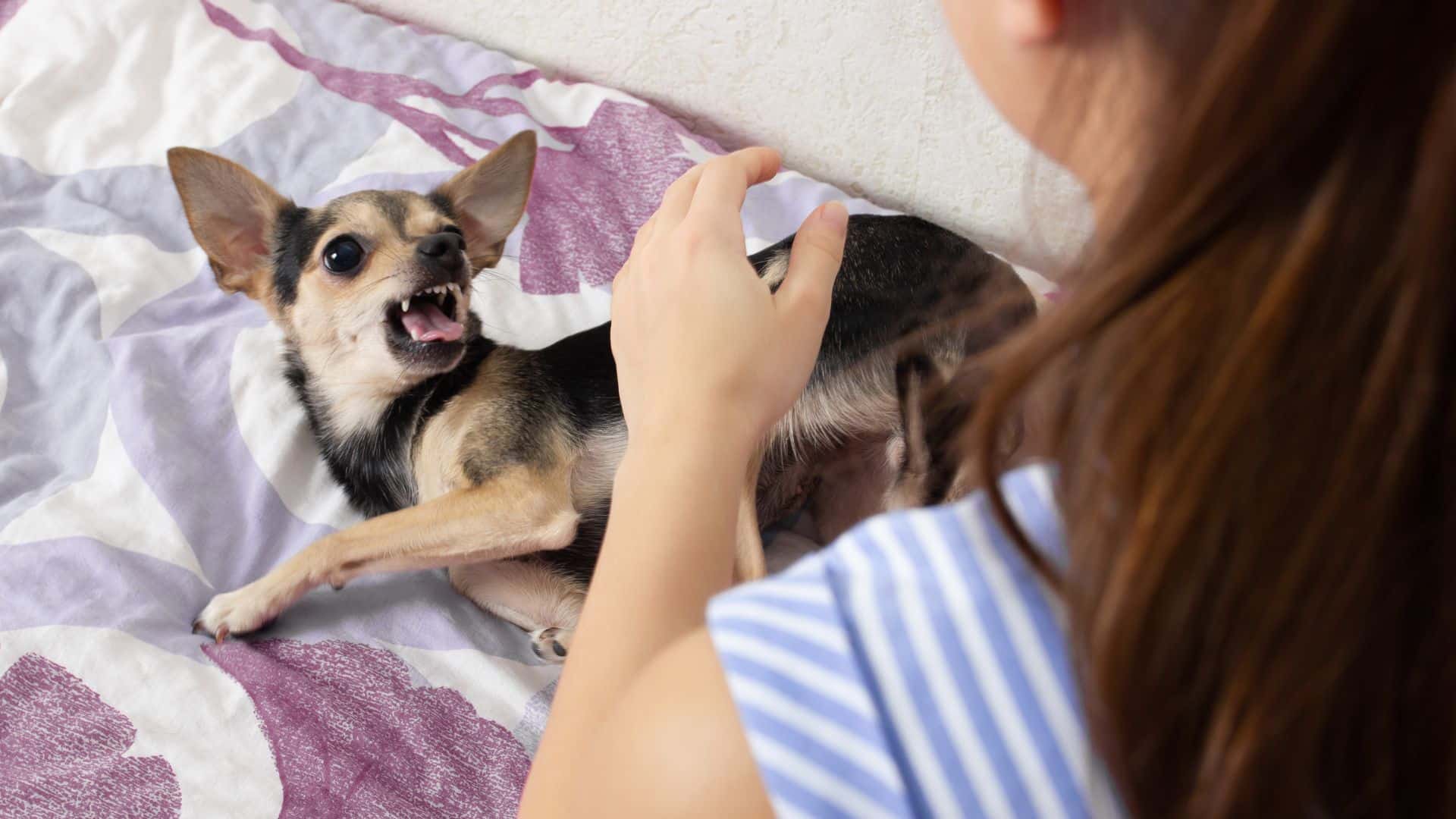 aggressive dog behavior toward family members