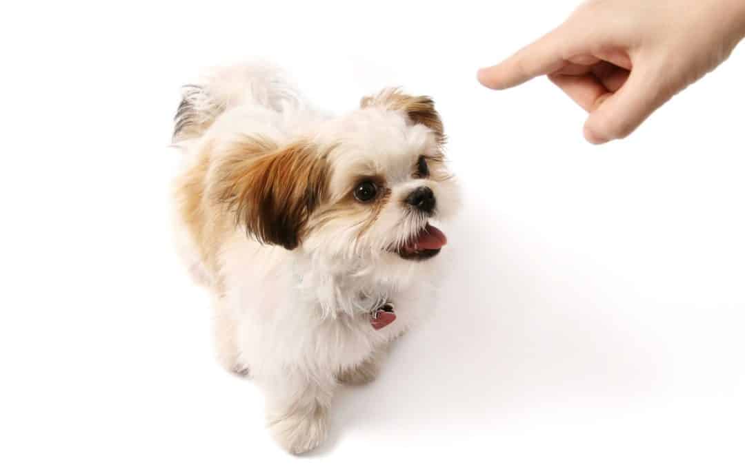 Why Dog Behavior Changes After Moving To A New Home