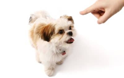 Why Dog Behavior Changes After Moving To A New Home