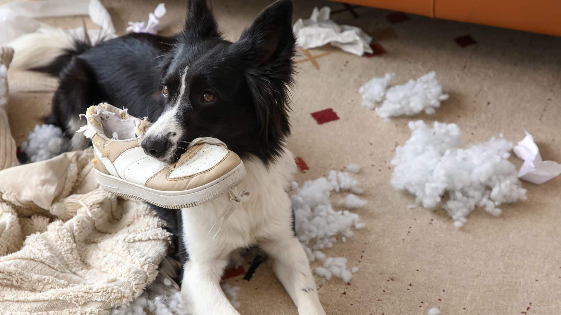 dog behavior changes after moving