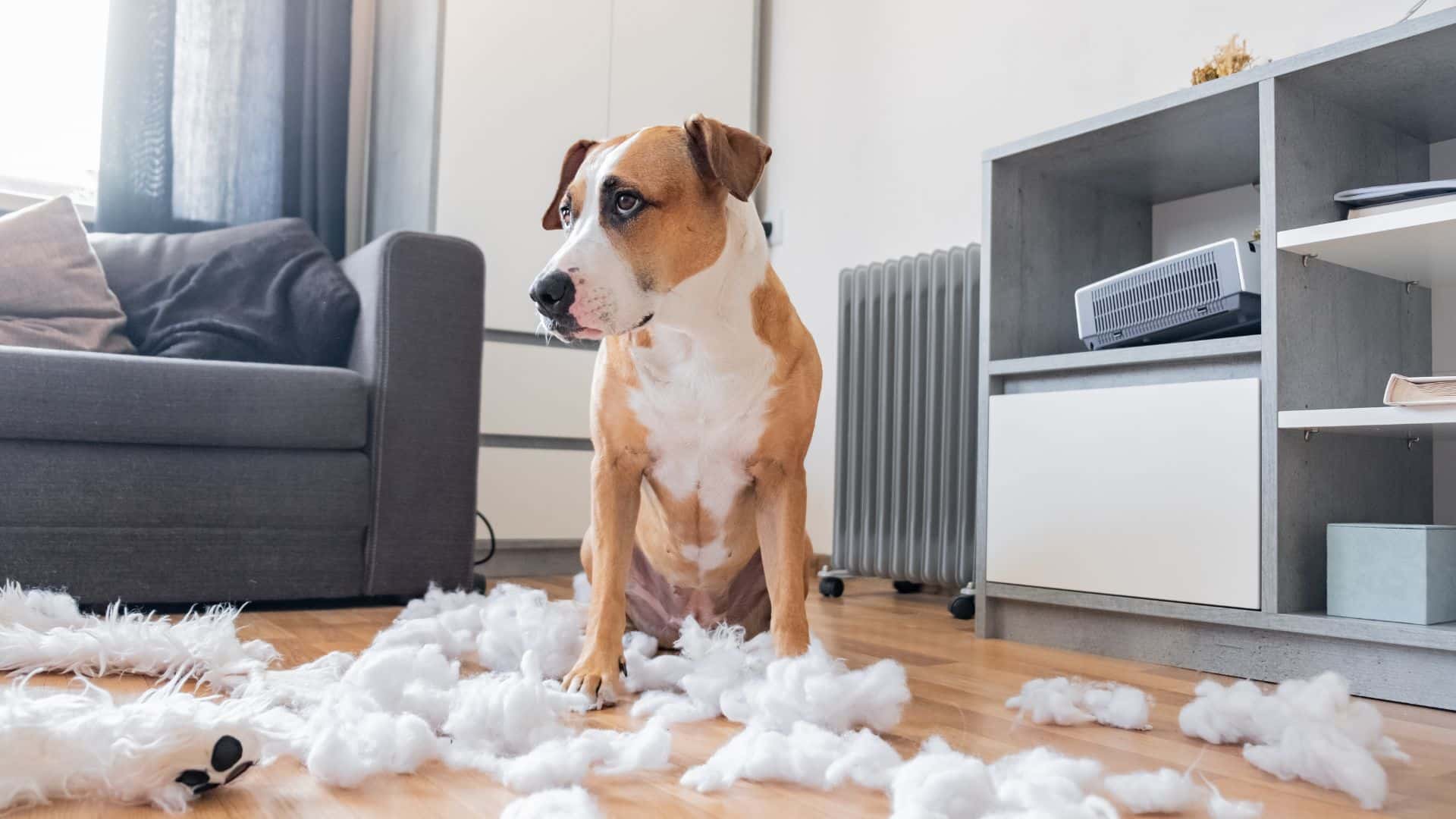 dog behavior changes after moving
