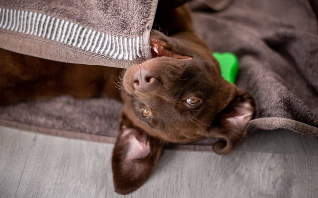 Why Puppies Struggle With Impulse Control Inside The Home