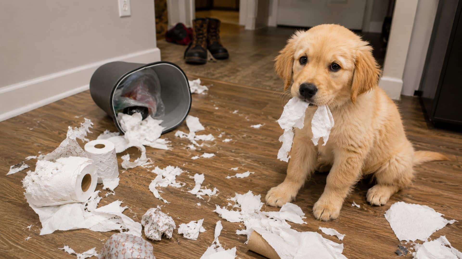 puppies struggle with impulse control