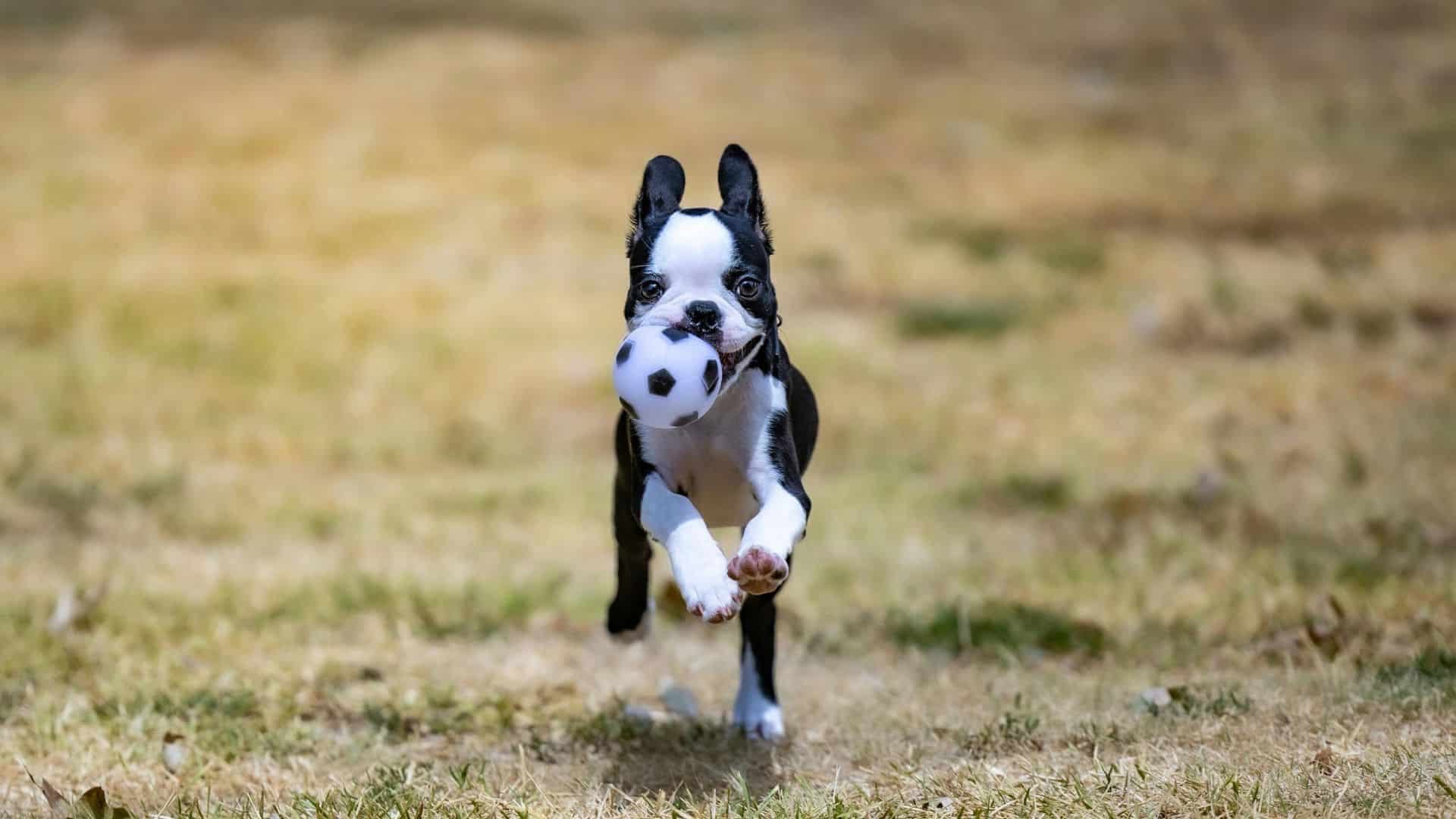 puppies struggle with impulse control