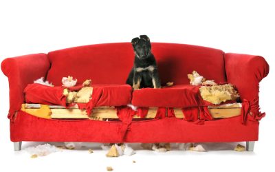 Destructive Chewing Behavior In Dogs At Home: Why They Chew and How to Prevent It