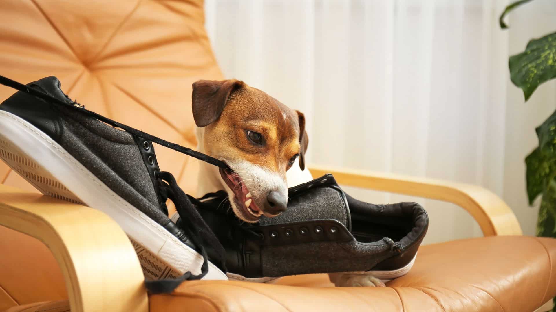 destructive chewing behavior in dogs