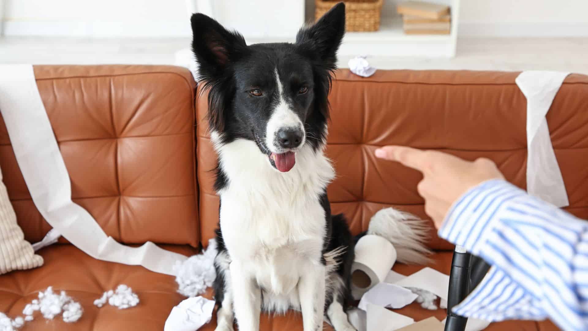 destructive chewing behavior in dogs