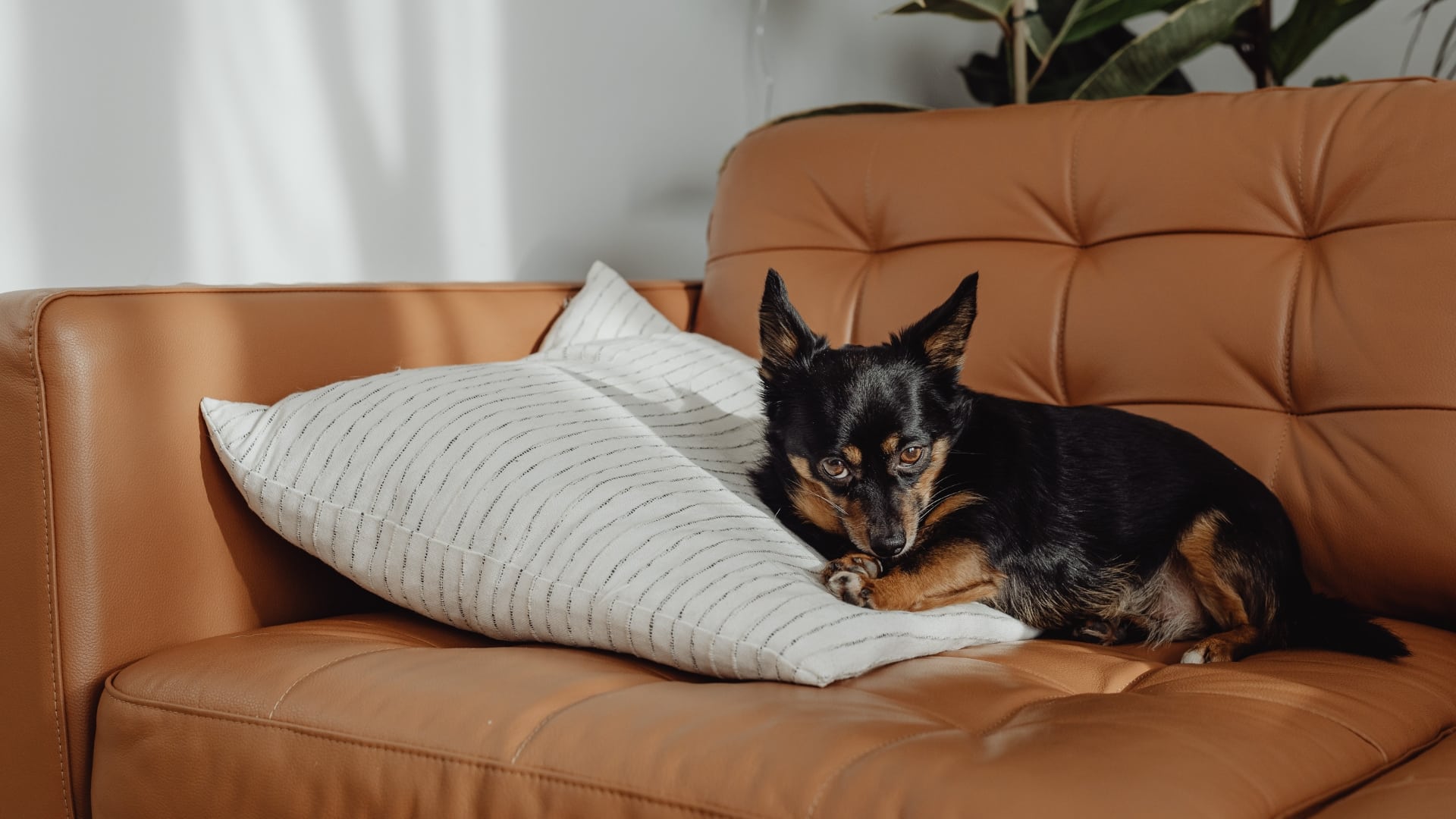 dog behavior can change with new people